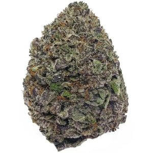 PURPLE URKLE GELATO